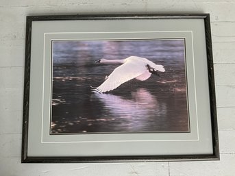189 Vintage Wings Of Light Trumpeter Swan Photograph By Thomas Mangelsen