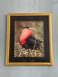 190 Framed Photograph Of A Frigatebird In The Wild