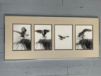 200 Grieser Signed Series Of Photographs Of Flying And Landing Bald Eagles