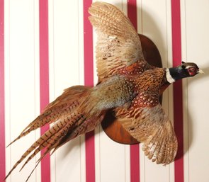 Vintage Pheasant Waterfowl Taxidermy Mount On Wood Plaque