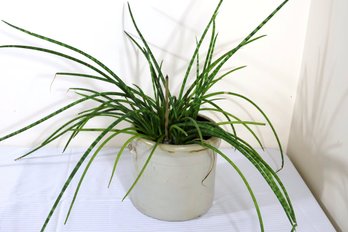 A Large, Live, Dracaena Angolesis Potted Plant And Pottery Crock.