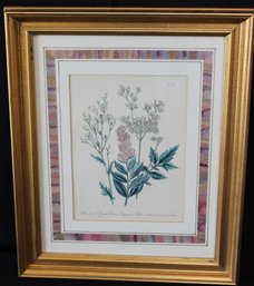 Vintage Framed Botanical Print