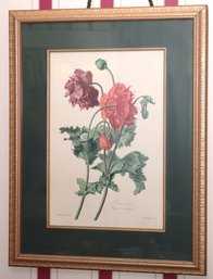 Pavot Cultive Papaver Botanical Print In A Quality Matted Frame 21 X 27 Inches