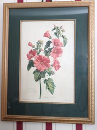 Lavatera Trimestris Botanical Print In A Quality Matted Frame 21 X 27 Inches
