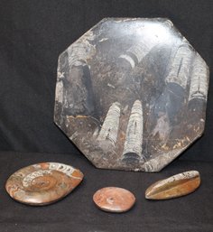 Assorted Polished Orthoceras And Ammonite Fossils