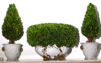 Preserved Boxwood Topiaries In White Porcelain Jardenieres With Gold Trim And Detailed Relief Work