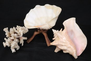 Assorted Seashell And Coral Decor