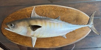 Mounted Albacore Tuna Fish