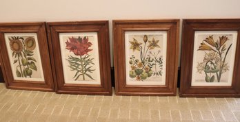 4 Framed Botanical Prints