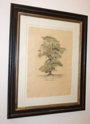Large High Quality Limited Edition Summer Tree Colored Botanical Engraving By Lyndi Sales