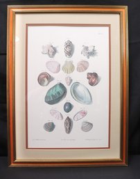 Framed Print Of A Conchological Illustration By Franz M.