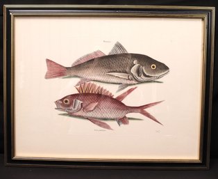 Croaker Perca And Perca Rubra Framed Print Of A Historical Illustration Of A Fish Species From Mark Catesby