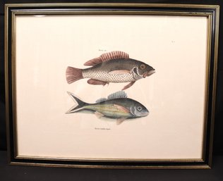 Historical Illustration Of A Fish Species Titled Perca Cauda Nigra, Also Known As The Black-tail