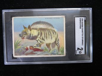 1909 Hassan T29 Animals Tobacco Card Striped Hyena SGC 2