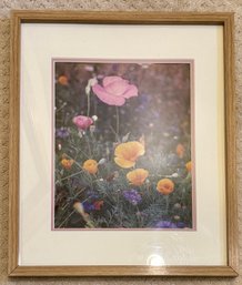 Photography Photo Of  Poppies