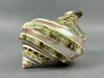 Green Banded Turbo Shell