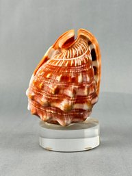 Bullmouth Helmet Seashell On Lucite Stand