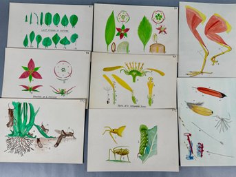 Vintage School Plant And Insect Charts