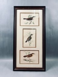 Framed Vintage Style Bird Prints