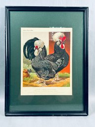 Antique Print 'Pair Of Houdans 'Young Champion' & 'Lady'' From 'Cassell's Poultry Book' By Lewis Wright