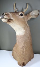 Mounted 4-Point Deer Real Antler Buck Taxidermy