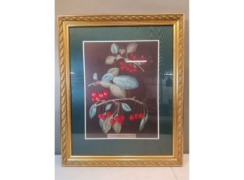 Framed George Brookshaw Botanical Designer Print After The 1807 Plate, Cherries, 24.5' X 29.75' X 1.25'