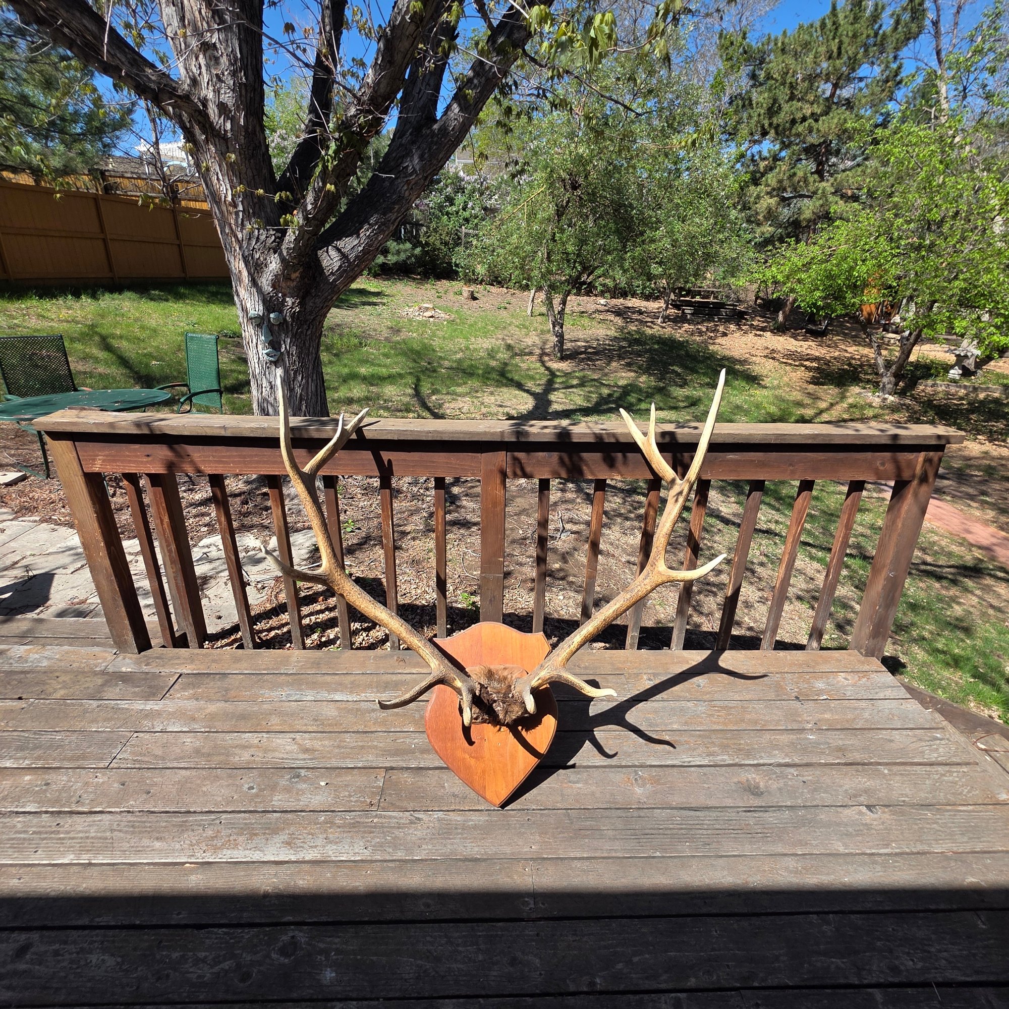 Huge Gigantic Mounted Elk Rack #14006 | Auctionninja.com