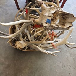Box Of Shed Antlers Mostly Some Partial Heads