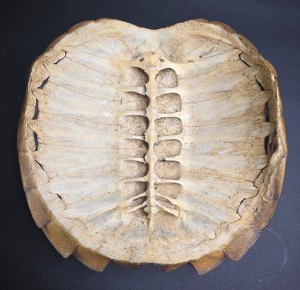 Snapping Turtle Skeletal Shell #10588 | Auctionninja.com