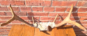 Small Moose Antlers Skull Cap