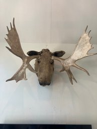 Taxidermy Moosehead