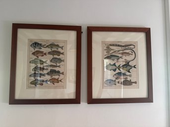 Pair Of Framed Fish Prints