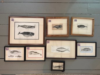 Collection Of Framed Whale Prints