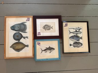 Collection Of Framed Fish Pictures