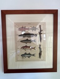 Framed Fish Picture