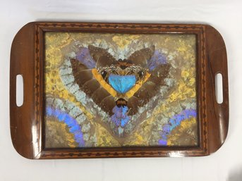 Vintage Tray Of Butterfly Wing Display Under Glass