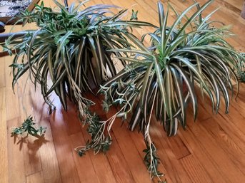 2 Potted Spider Plants (Not Real, But They Look Real)