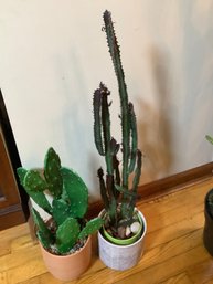 3  Tall Cactus Plants Can U Tell Which One Is Real?