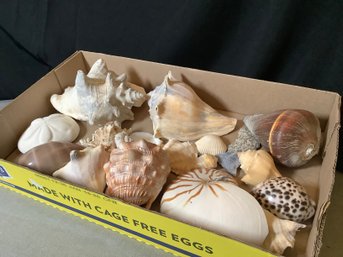 Shell Collection- Big Group