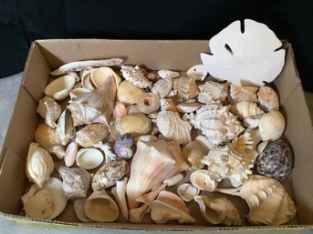 Box Of Shell Decor
