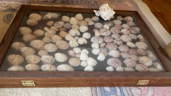 Shells In Thin Glass Case With Bonus Shell On Top