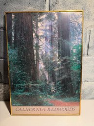 Framed Print Of California Redwoods By Photographer Bob Von Normann