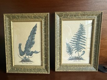 Mary Hughes Harts Tongue Fern And Boston Fern