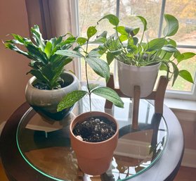 Live Plants: Pothos, Dracaena Surculosa And Corn Plant