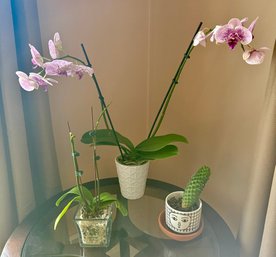 Live Plants: Orchids And Cactus