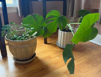 Live Plants: Monstera Deliciosa And Not Sure Of The Other