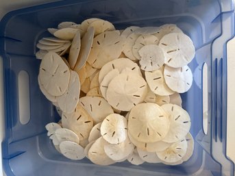 Natural Sand Dollars, Decorative Or Craft Use.