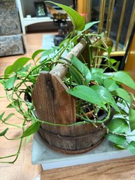 Vintage Wooden Coopered Bucket Planter Containing A Live Pothos Plant.