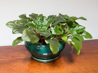 Live African Violet