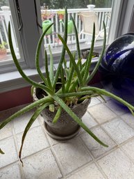 Aloe Vera Live Plant